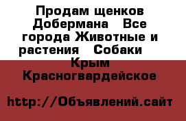 Продам щенков Добермана - Все города Животные и растения » Собаки   . Крым,Красногвардейское